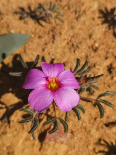 Oxalis callosa, photographed by leandra-k_89