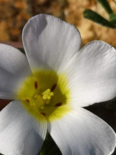 Oxalis argillacea, photographed by leandra-k_89