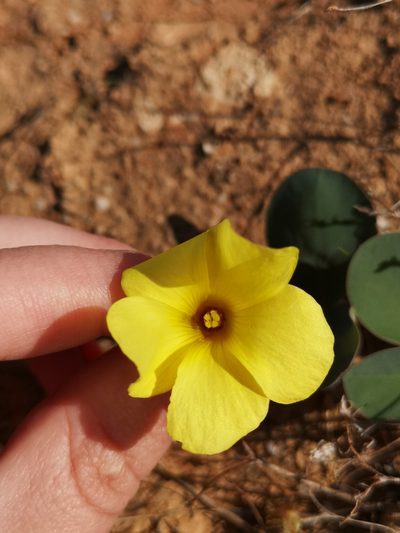 Oxalis salteri, photographed by leandra-k_89