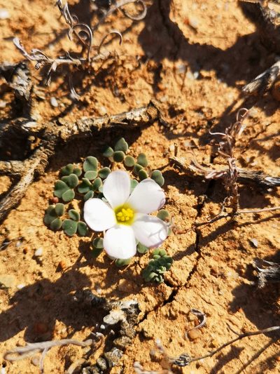 Oxalis lichenoides, photographed by leandra-k_89