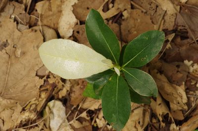 Croton cascarilloides, photographed by Takaaki Hattori