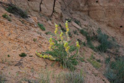 Astragalus vulpinus, photographed by Алина Урусова