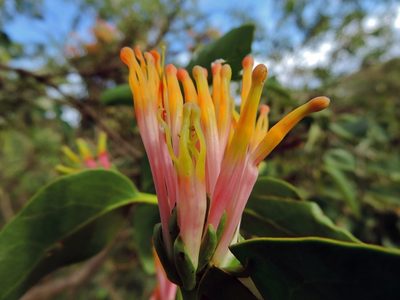 Agelanthus subulatus, photographed by i_c_riddell