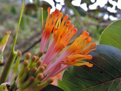 Agelanthus subulatus, photographed by i_c_riddell