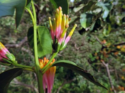 Agelanthus subulatus, photographed by i_c_riddell