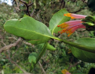 Agelanthus subulatus, photographed by i_c_riddell