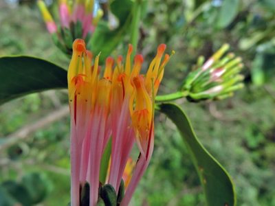 Agelanthus subulatus, photographed by i_c_riddell