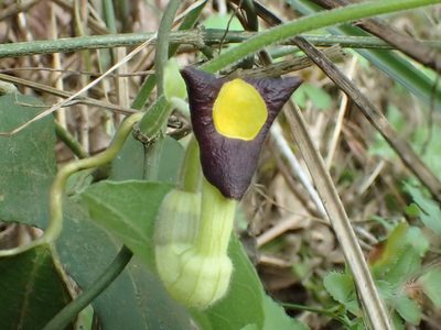 Aristolochia shimadae, photographed by 葉子