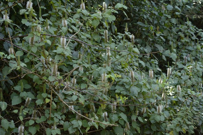Pogostemon speciosus, photographed by Siddarth Machado