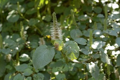 Pogostemon speciosus, photographed by Siddarth Machado