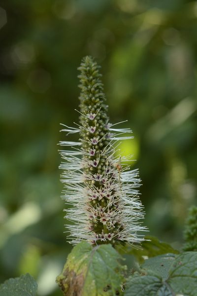 Pogostemon speciosus, photographed by Siddarth Machado