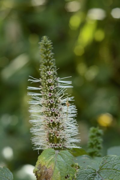 Pogostemon speciosus, photographed by Siddarth Machado