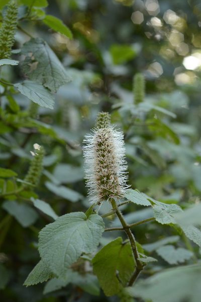 Pogostemon speciosus, photographed by Siddarth Machado