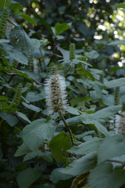 Pogostemon speciosus, photographed by Siddarth Machado