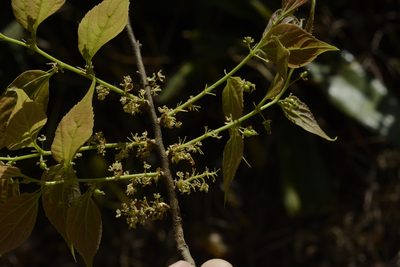 Celtis tetrandra, photographed by Siddarth Machado
