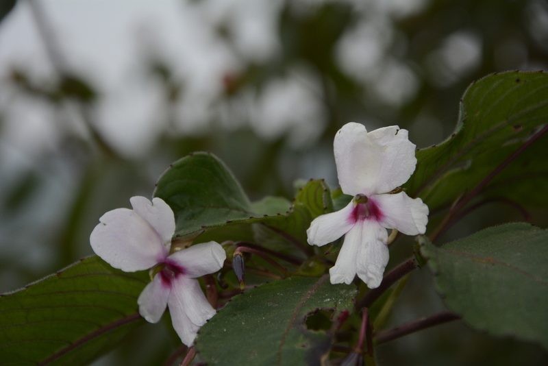 Impatiens fruticosa, photographed by Siddarth Machado