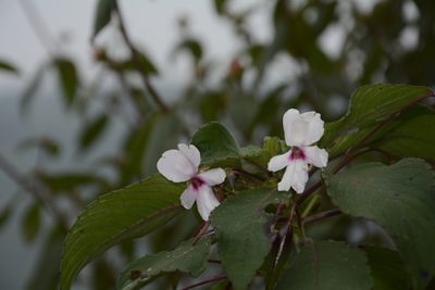 Impatiens fruticosa, photographed by Siddarth Machado