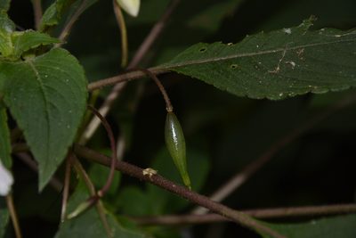 Impatiens fruticosa, photographed by Siddarth Machado