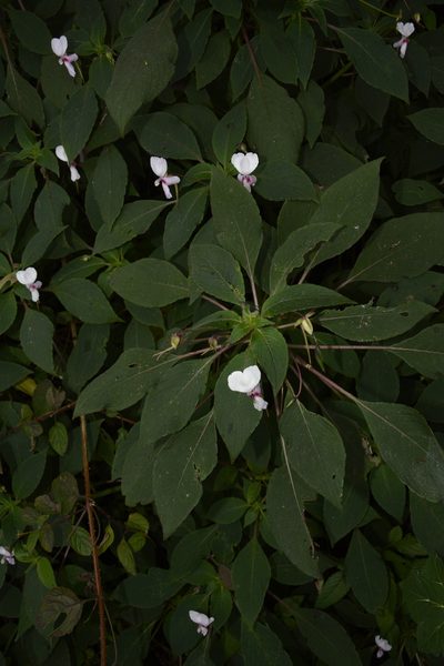 Impatiens fruticosa, photographed by Siddarth Machado