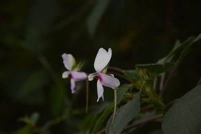 Impatiens fruticosa, photographed by Siddarth Machado