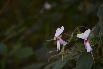 Impatiens fruticosa, photographed by Siddarth Machado