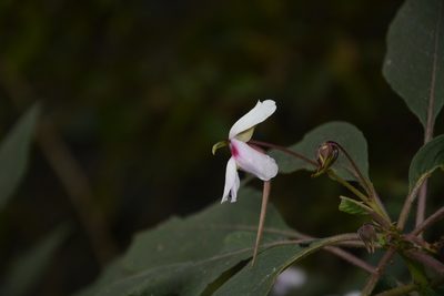Impatiens fruticosa, photographed by Siddarth Machado