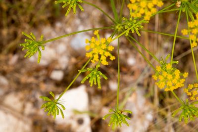 Kundmannia sicula, photographed by Drepanostoma