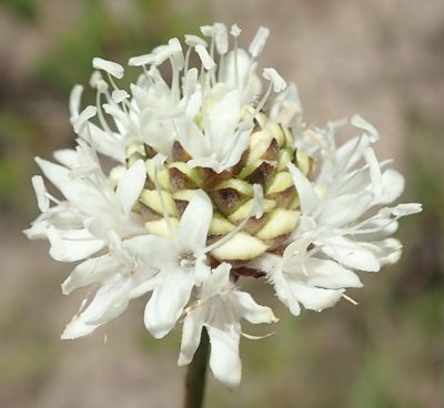 Cephalaria humilis, photographed by Nicola van Berkel
