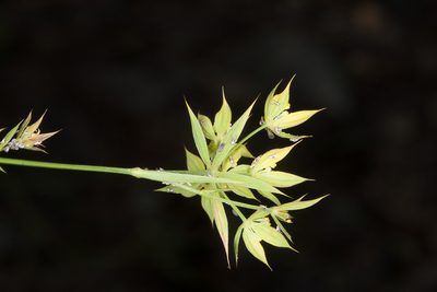 Bupleurum veronense, photographed by Drepanostoma