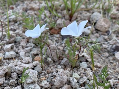 Linanthus dichotomus, photographed by Leah Gardner