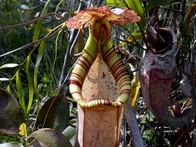 Nepenthes rafflesiana, photographed by Kai Squires