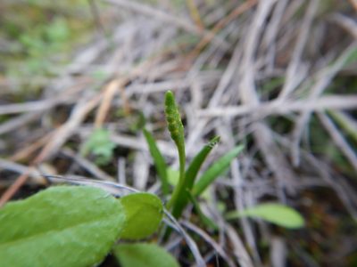 Ophioglossum lusitanicum, photographed by Duarte Frade