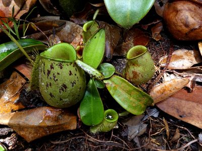 Nepenthes ampullaria, photographed by Kai Squires