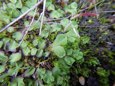 Riccia gougetiana, photographed by Duarte Frade