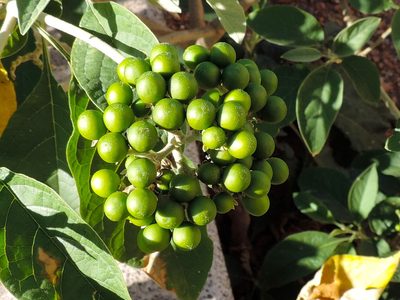 Solanum hazenii, photographed by Francisco Farriols Sarabia