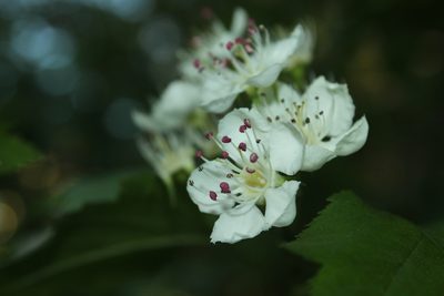 Crataegus schuettei, photographed by Étienne Lacroix-Carignan