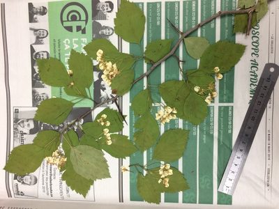 Crataegus scabrida, photographed by Étienne Lacroix-Carignan
