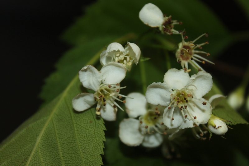 Crataegus scabrida, photographed by Étienne Lacroix-Carignan
