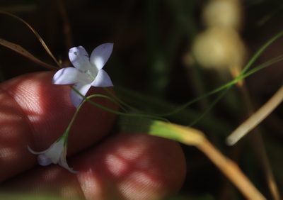 Wahlenbergia obovata, photographed by Tony Rebelo