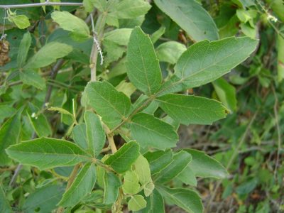 Paullinia costata, photographed by Tereso Hernández Morales