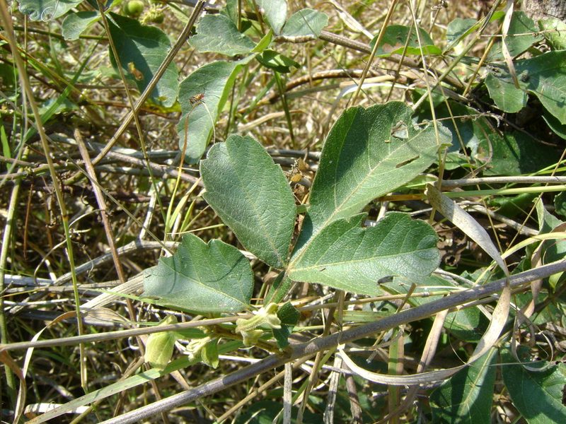 Paullinia costata, photographed by Tereso Hernández Morales