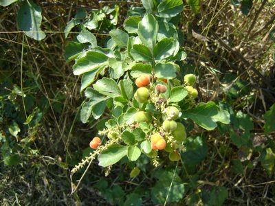 Paullinia costata, photographed by Tereso Hernández Morales