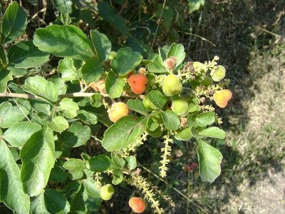 Paullinia costata, photographed by Tereso Hernández Morales