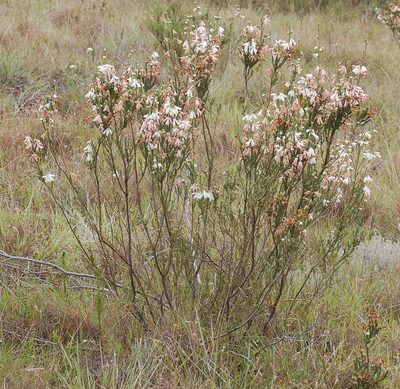 Erica pectinifolia, photographed by Charles Stirton