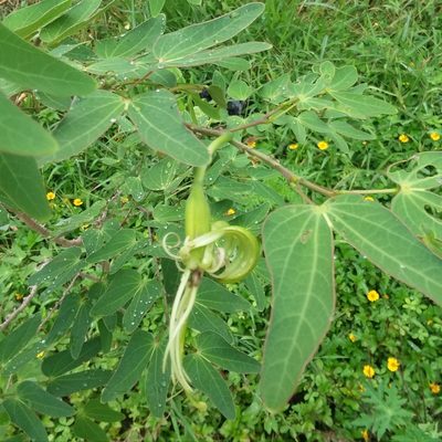 Bauhinia pentandra, photographed by Ramon and Suzanne Vargas