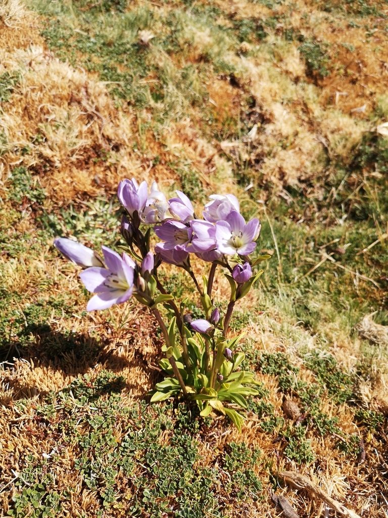 Gentianella ottonis, photographed by Aira Francisca Faúndez Fallau