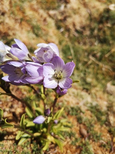 Gentianella ottonis, photographed by Aira Francisca Faúndez Fallau