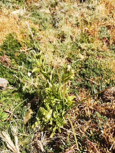 Gentianella ottonis, photographed by Aira Francisca Faúndez Fallau