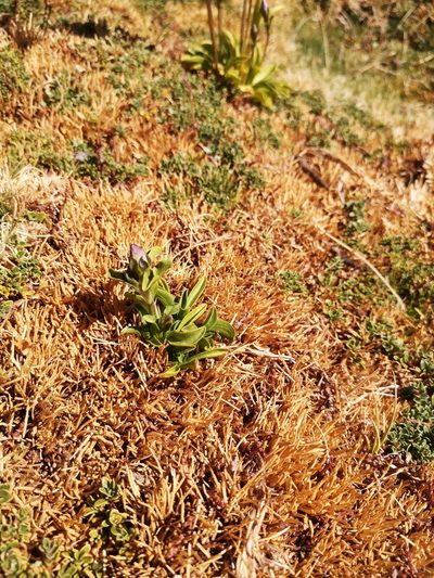 Gentianella ottonis, photographed by Aira Francisca Faúndez Fallau