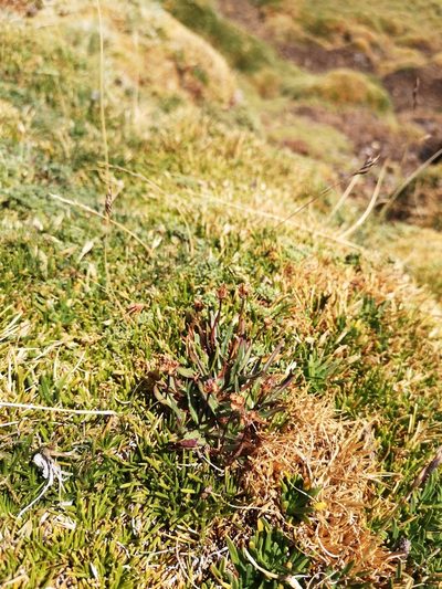 Plantago barbata, photographed by Aira Francisca Faúndez Fallau